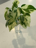 8” Signature Propagation Glass Jar