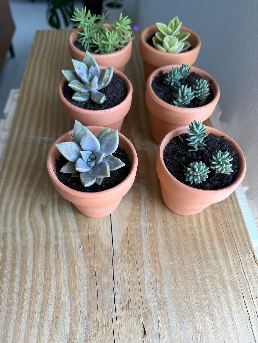 2” Terracotta Cacti and Succulents