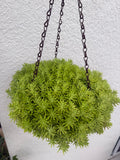Lemon Coral Sedum (Mexican)