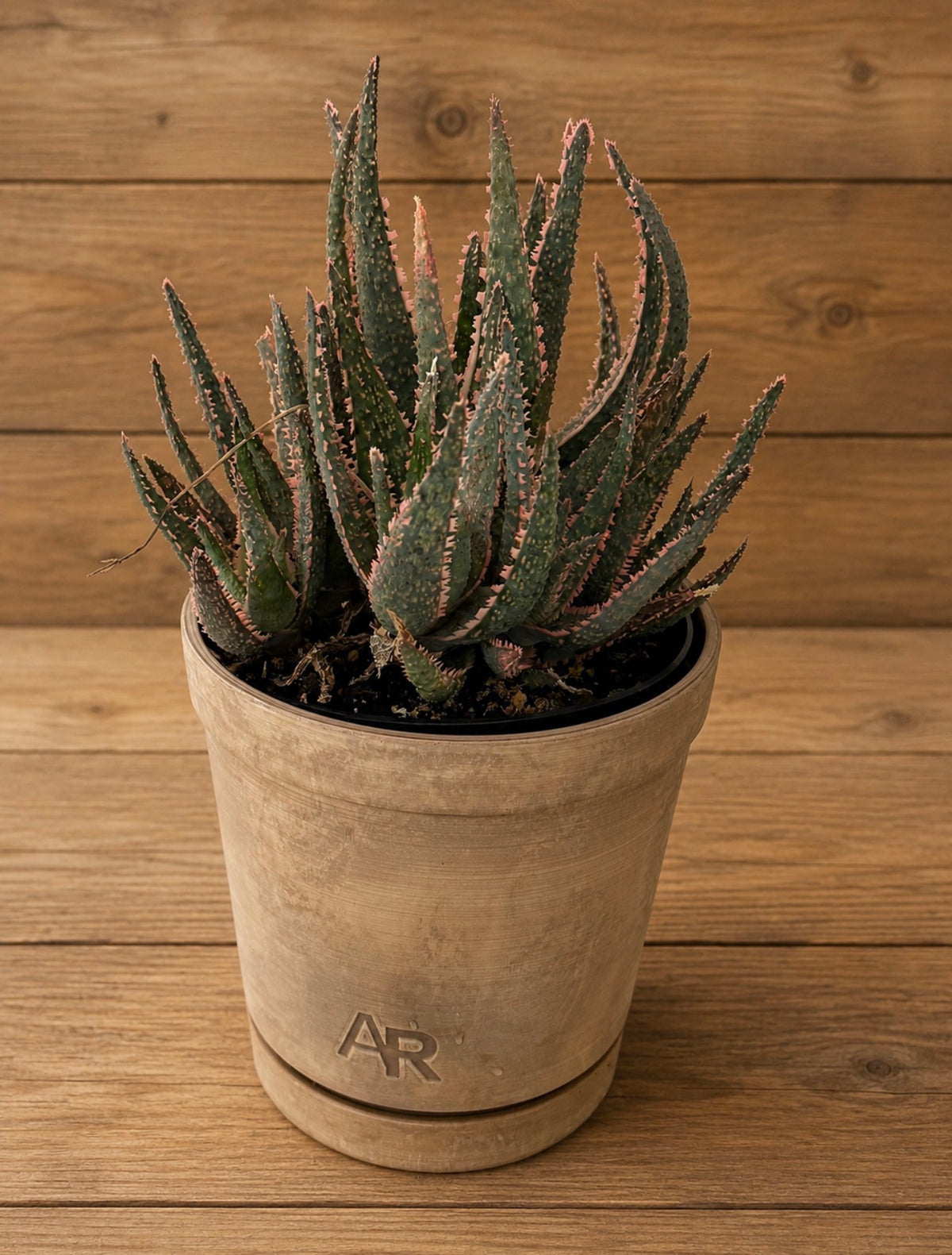 Aloe purple People Eater