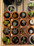 2” Terracotta Cacti and Succulents