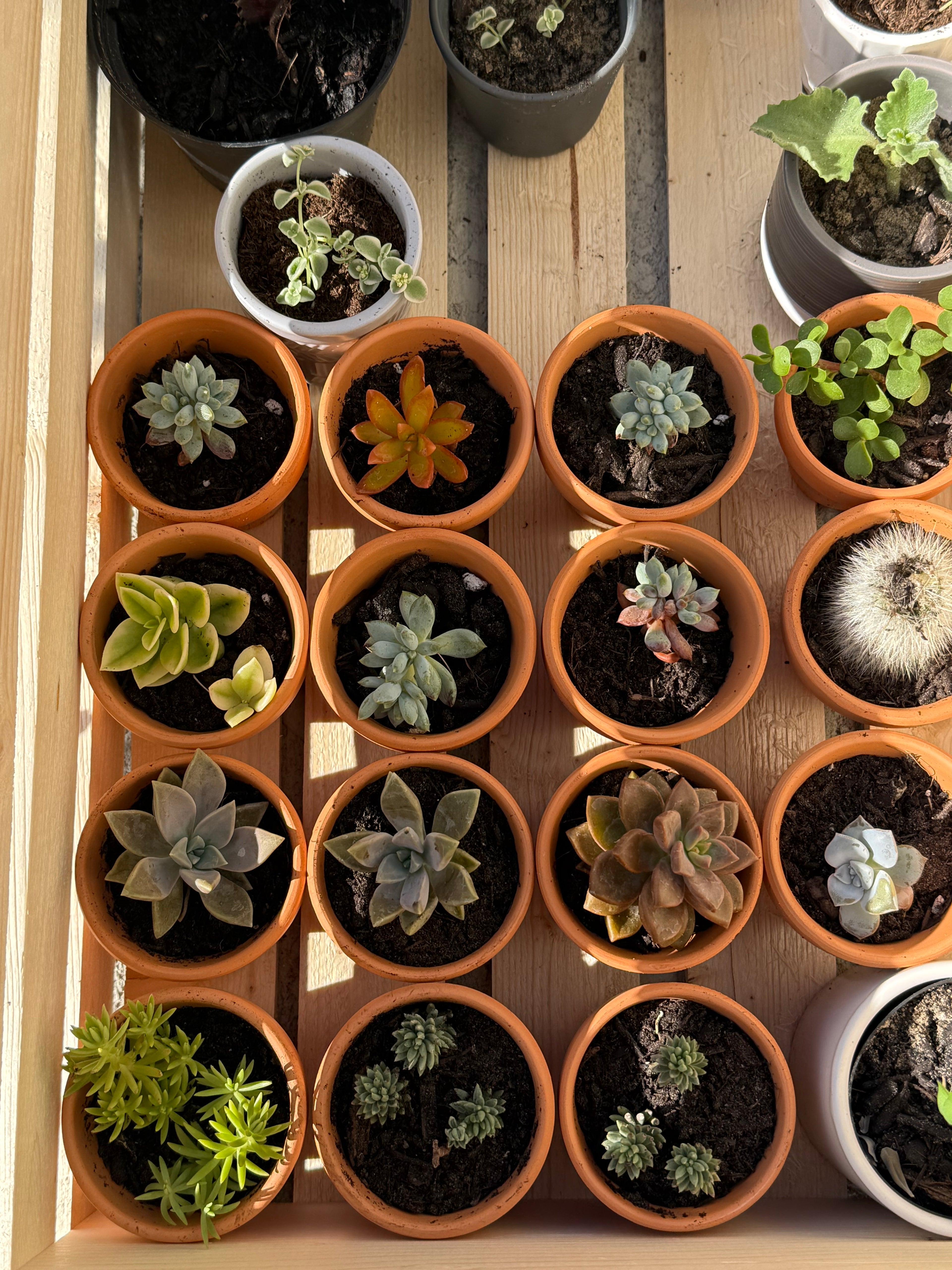2” Terracotta Cacti and Succulents