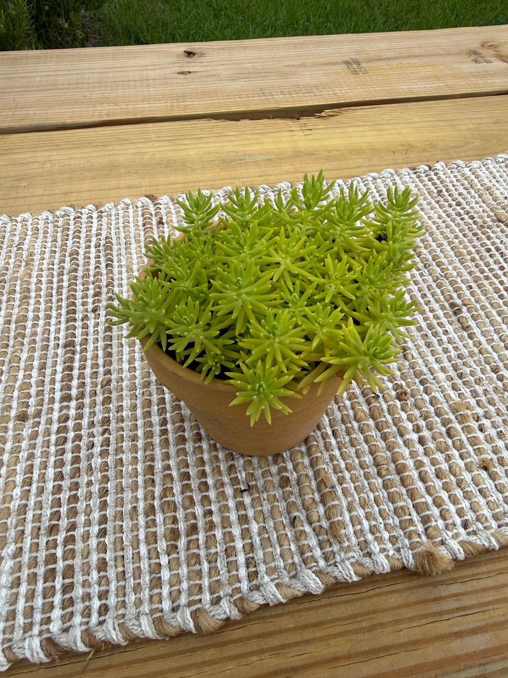 Lemon Coral Sedum (Mexican)