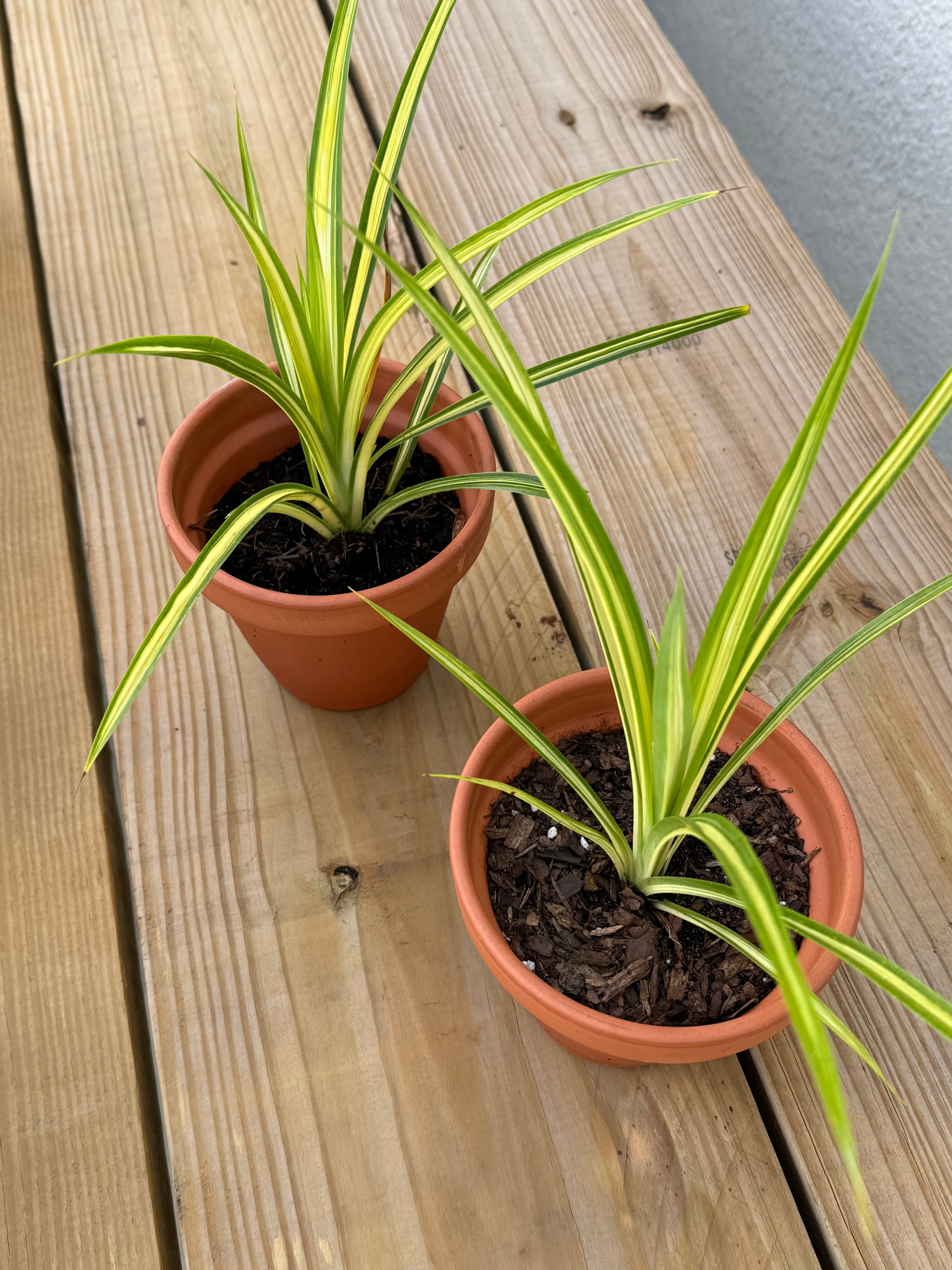 Lemon Zest Japanese Forest Grass
