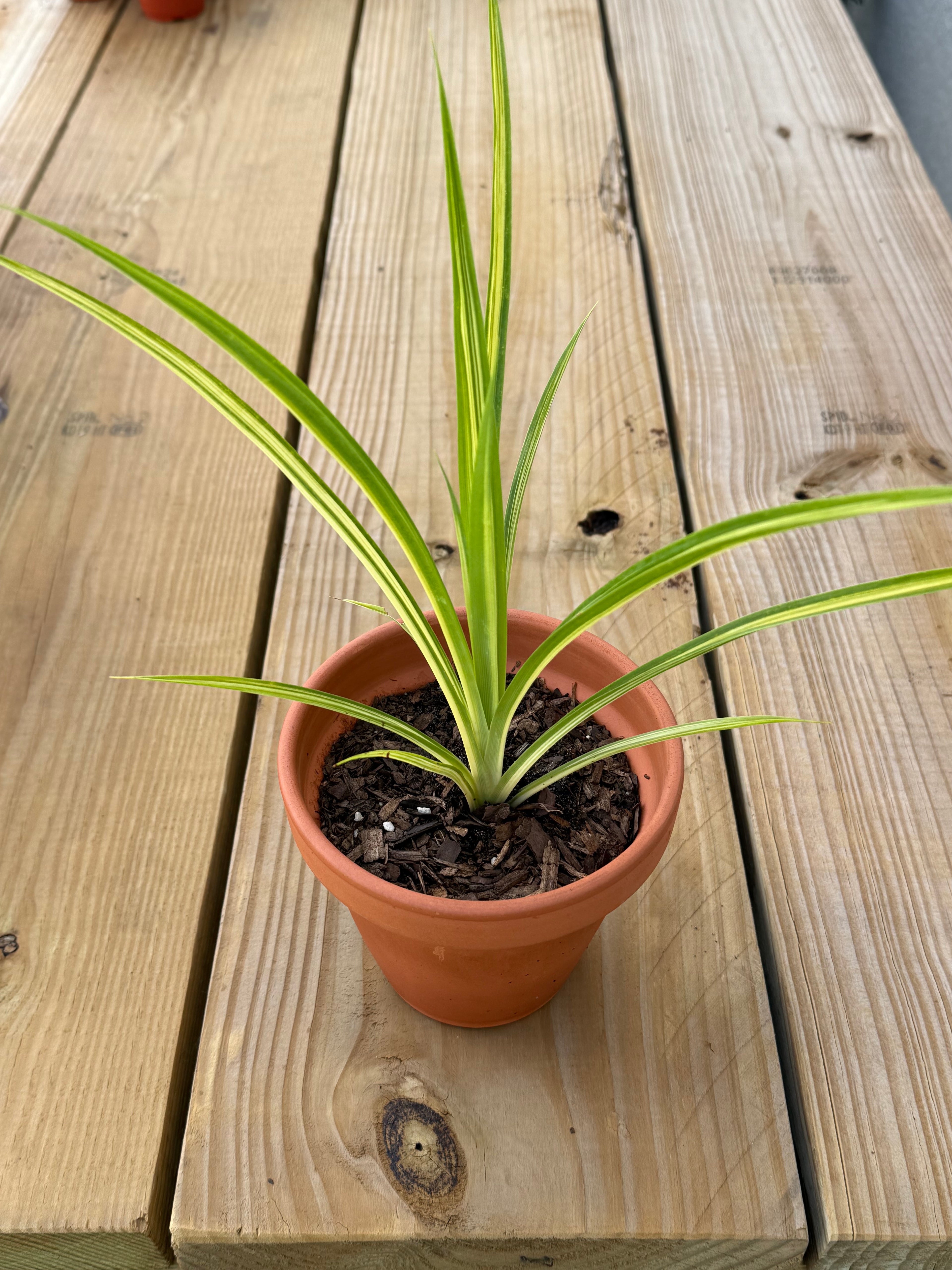Lemon Zest Japanese Forest Grass