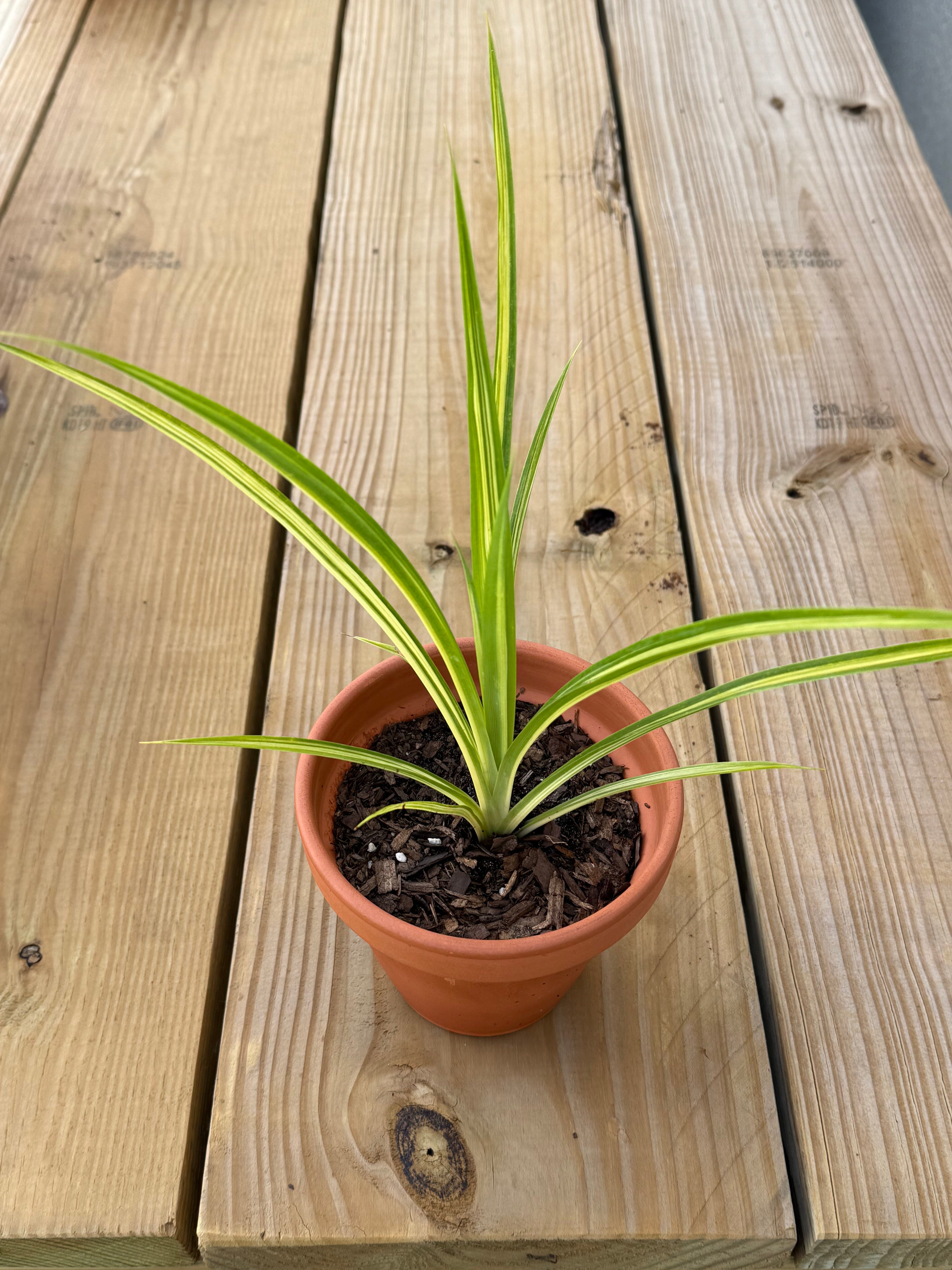 Lemon Zest Japanese Forest Grass