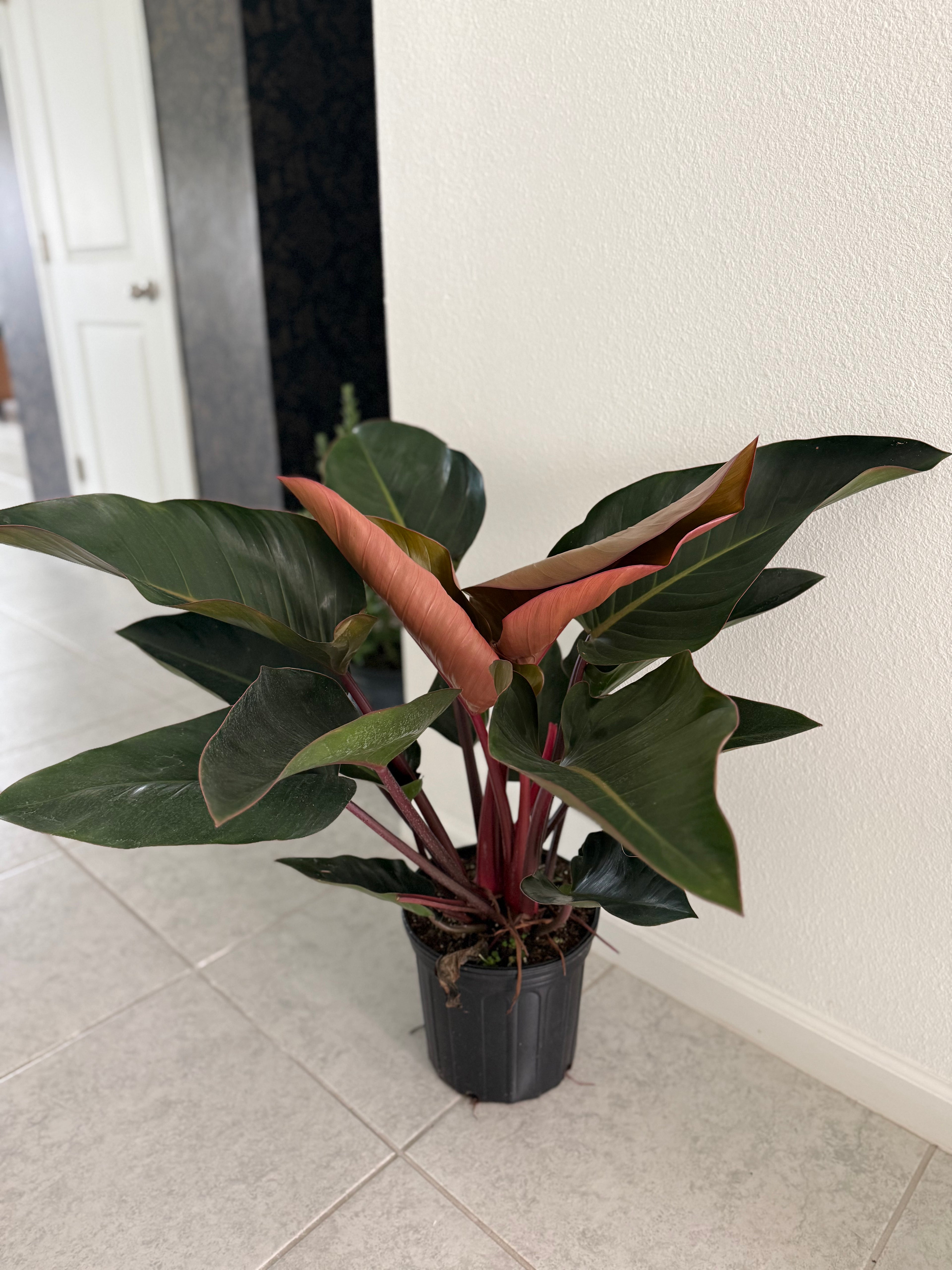 Blushing Philodendron