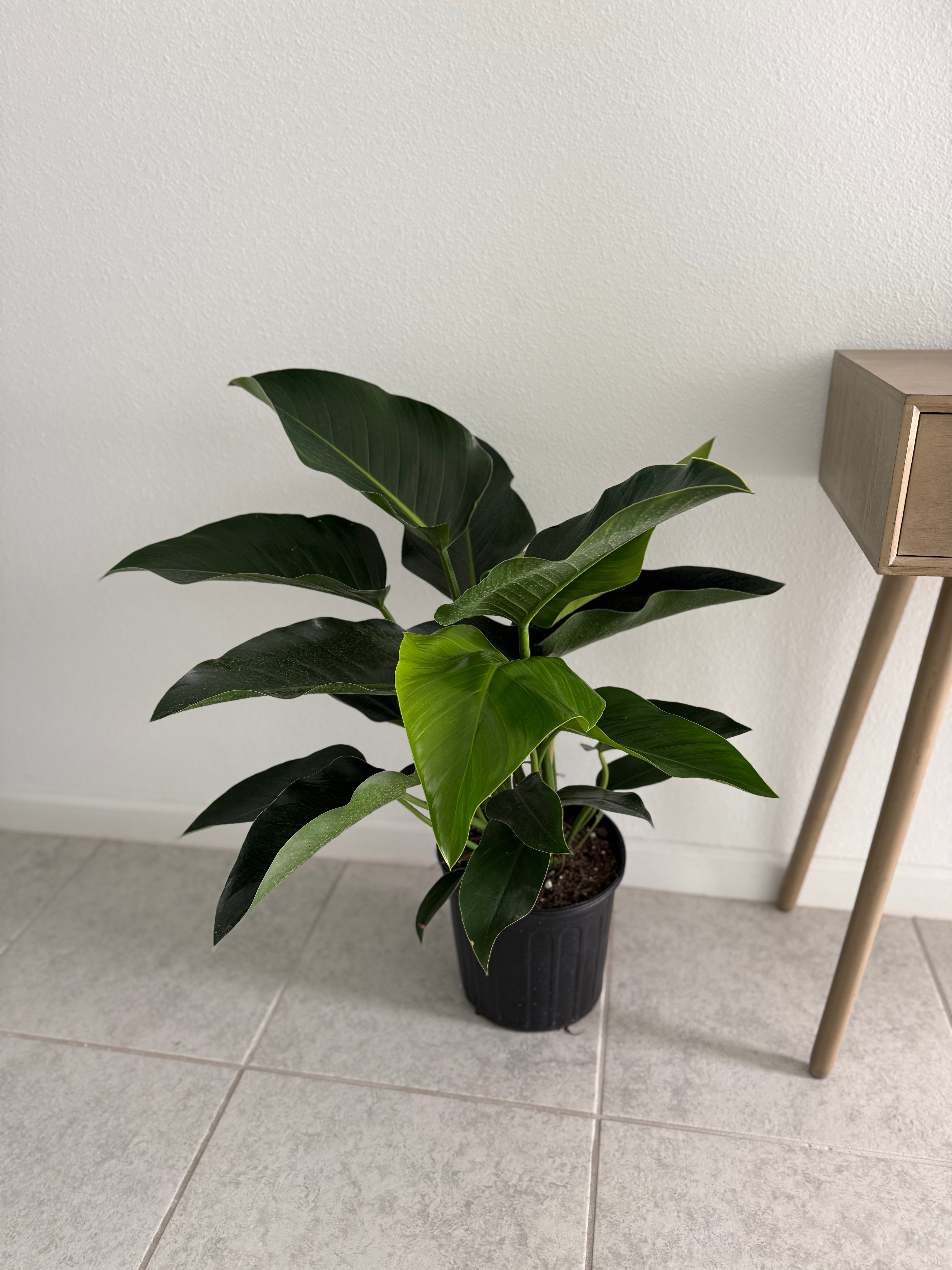 Blushing Philodendron