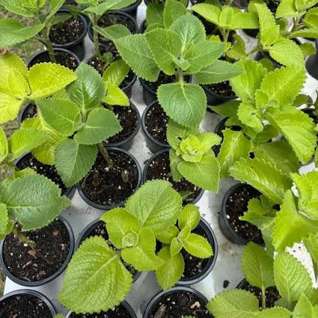 Orégano Bujo (Cuban Oregano)