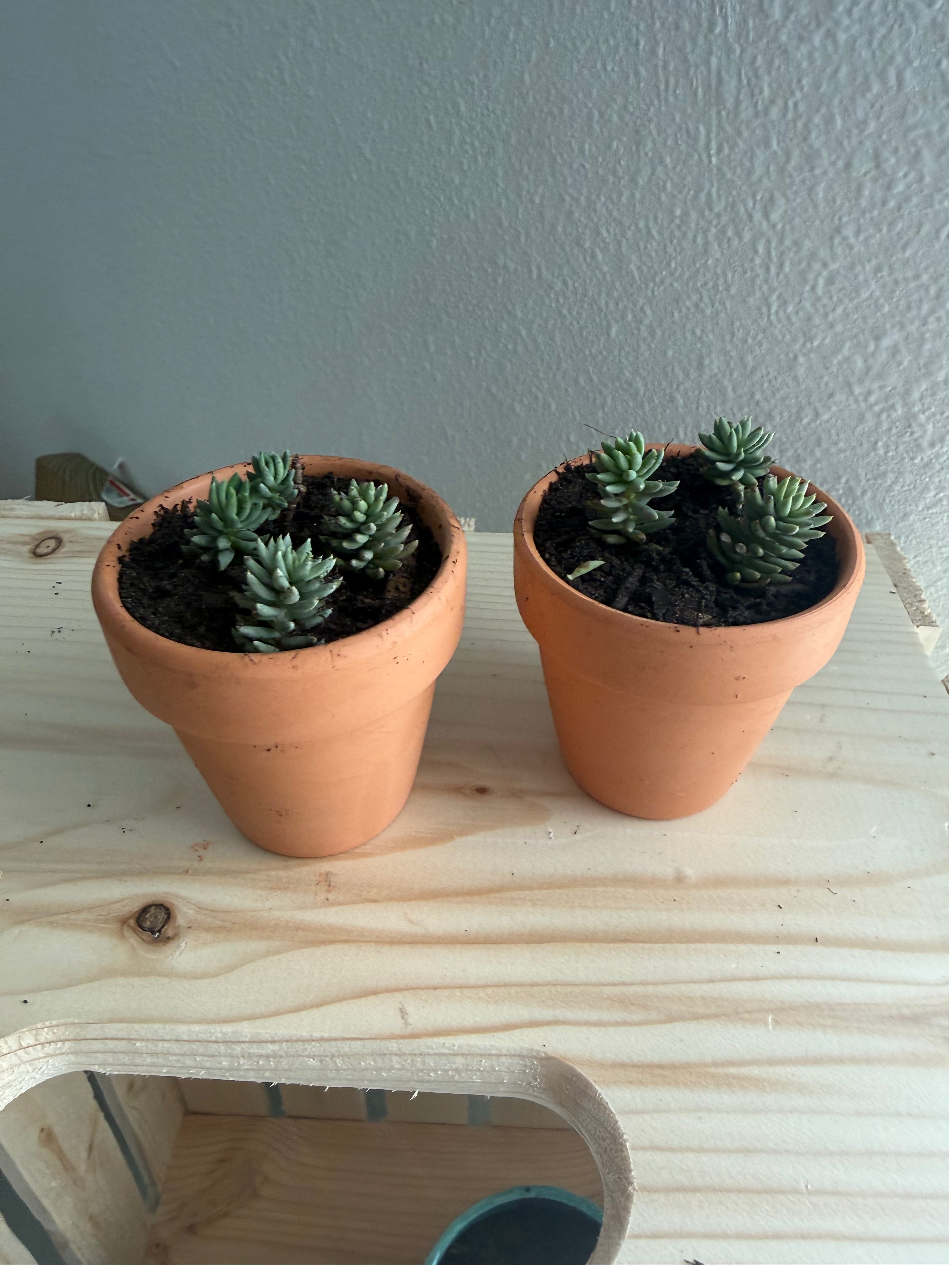 Blue Spruce Sedum