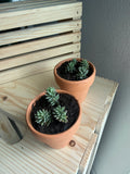 Blue Spruce Sedum