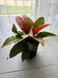 Blushing Philodendron