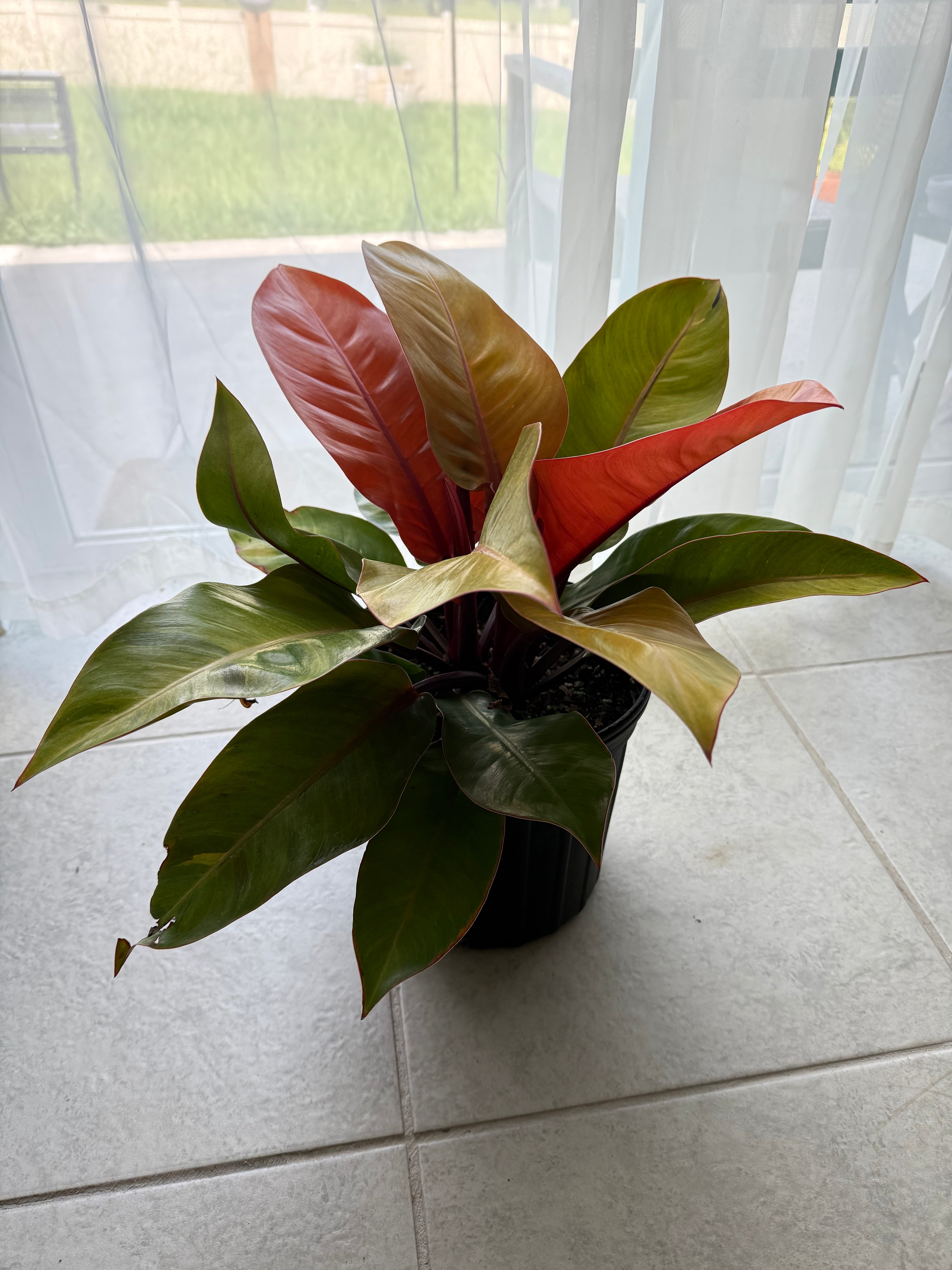 Blushing Philodendron
