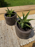 Climbing Aloe (Aloiampelos ciliaris)