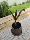 Queen Emma (Crinum Lily)