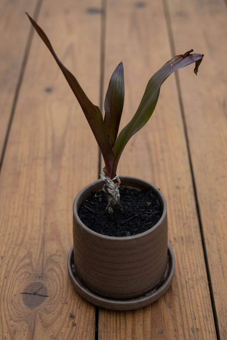 Queen Emma (Crinum Lily)