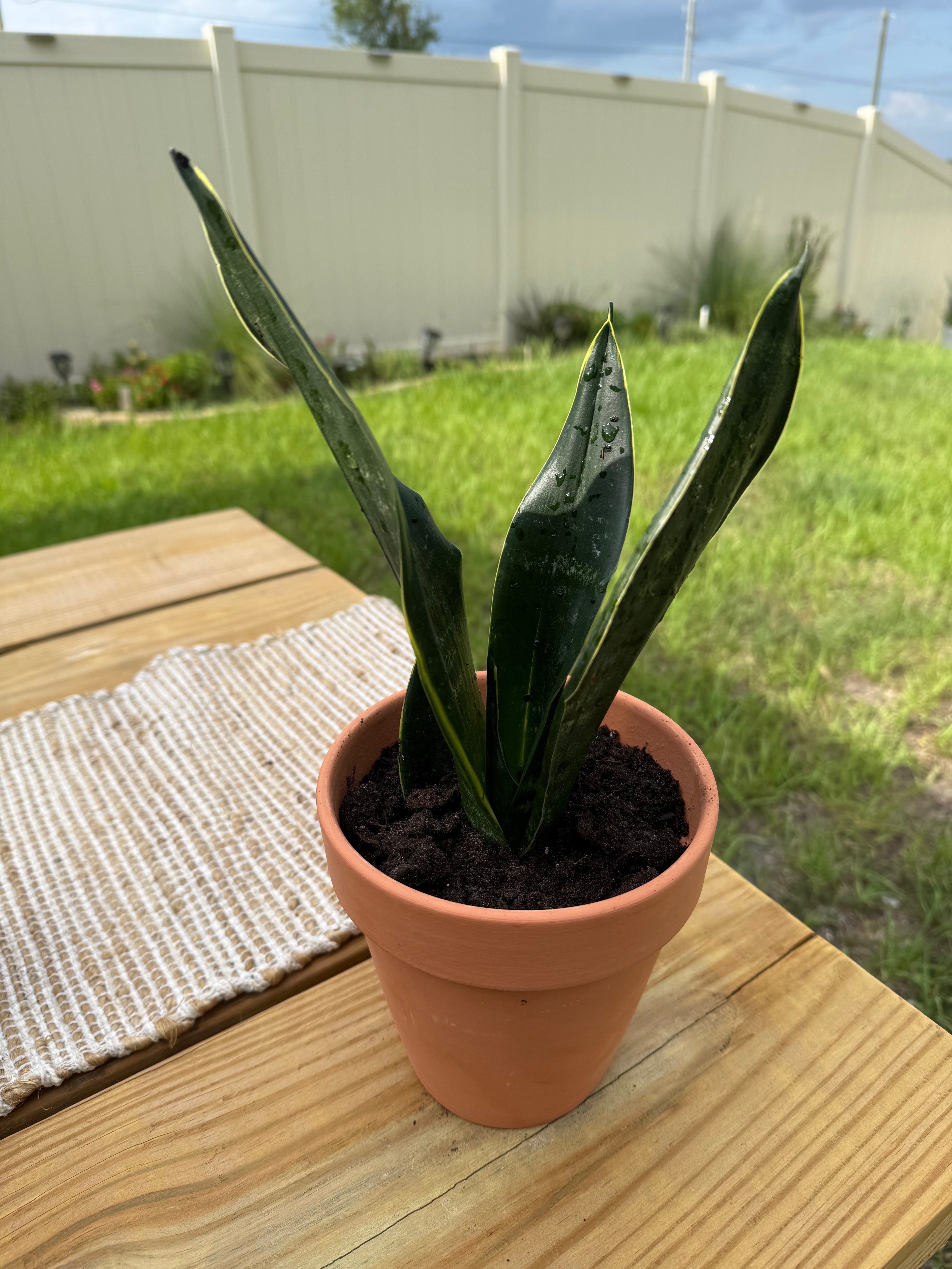 Sansevieria trifasciata 'Night Shade'