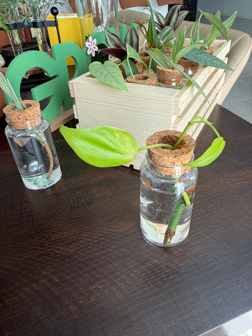 4oz Premium Propagation Jar