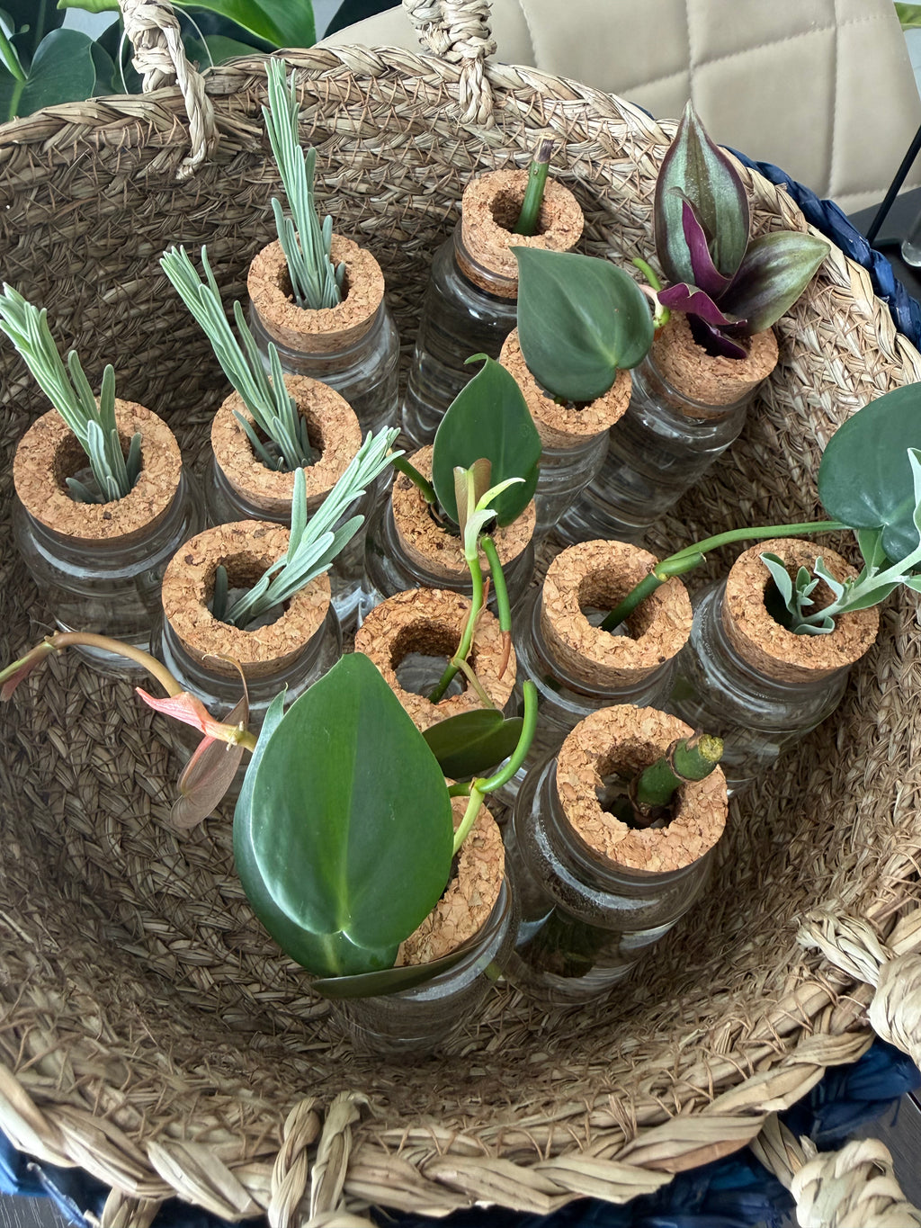 Premium Propagation