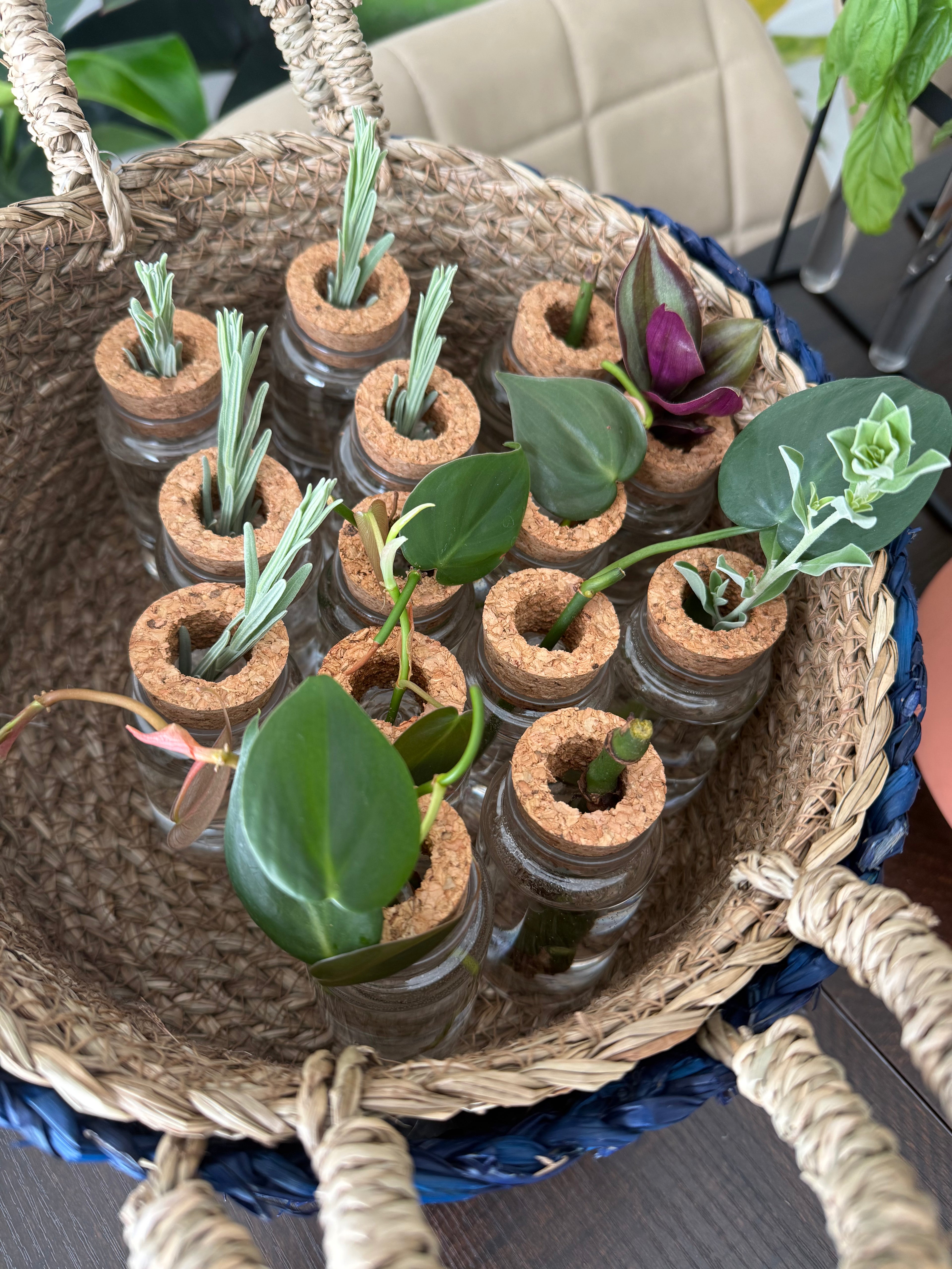 Premium Propagation