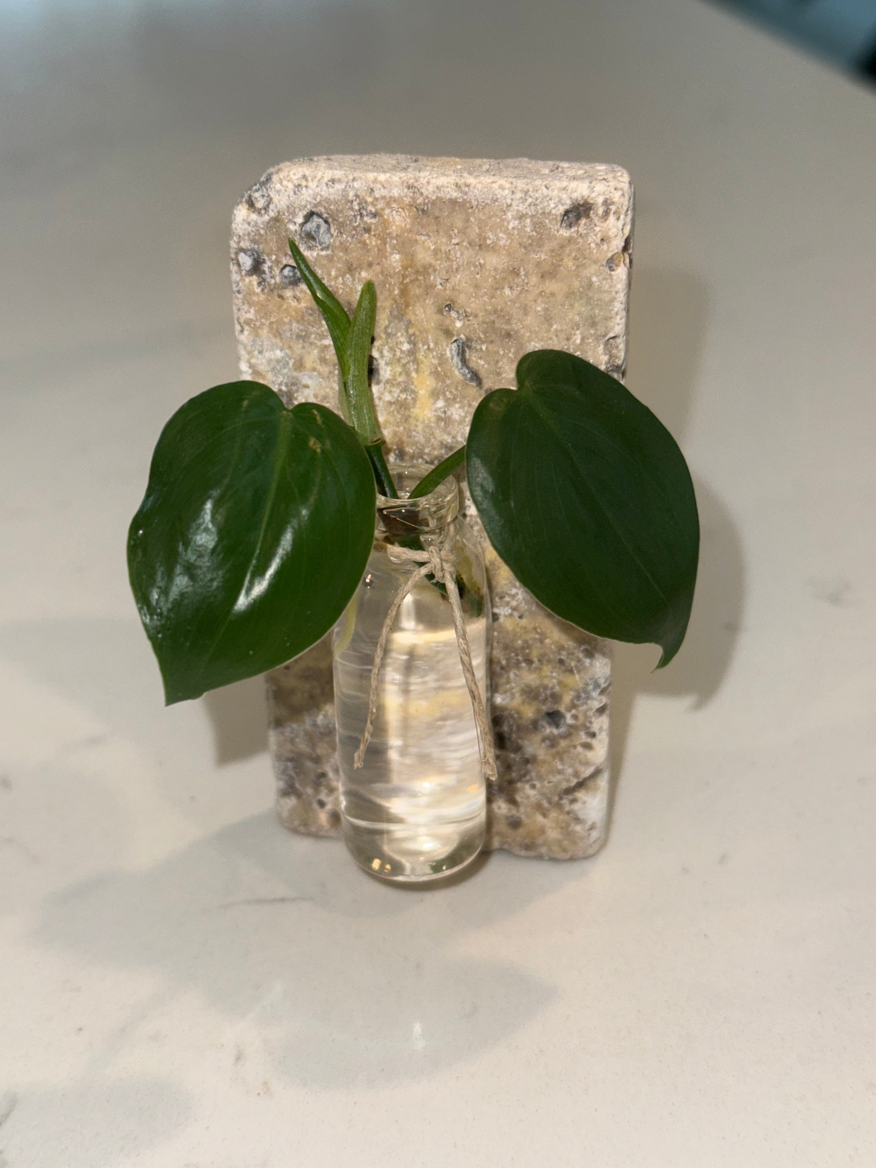 Propagation Magnets