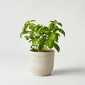 Albahaca (basil)